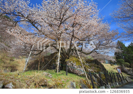 Inuwashizakura (Inuwashi cherry tree) of Ikuno Plateau / A giant mountain cherry tree that is several hundred years old / An important tree for the formation of the landscape Inuwashizakura (Inuwashi cherry tree) of Ikuno Plateau / A giant mountain cherry tree that is several hundred years old / An important tree for the formation of the landscape 126836935