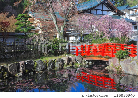 高野山的春天景色，弁天公園的重瓣紅色垂枝櫻花 / 世界文化遺產 / 平成百景 126836940