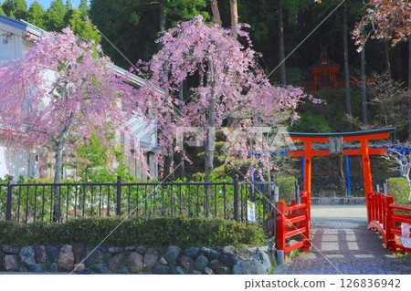 高野山的春天景色，弁天公園的重瓣紅色垂枝櫻花 / 世界文化遺產 / 平成百景 126836942