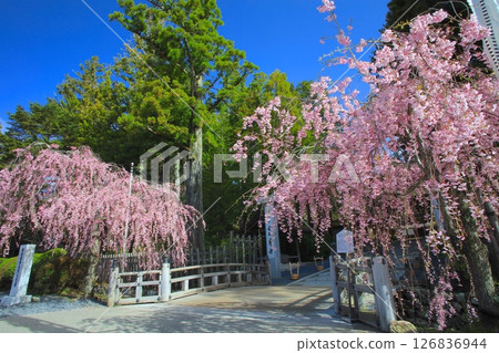 金剛峰寺的重瓣紅色垂枝櫻花 / 世界遺產 / 平成百景 126836944