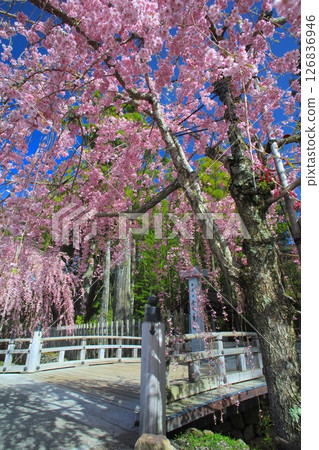 金剛峰寺的重瓣紅色垂枝櫻花 / 世界遺產 / 平成百景 金剛峰寺的重瓣紅色垂枝櫻花 / 世界遺產 / 平成百景 126836946