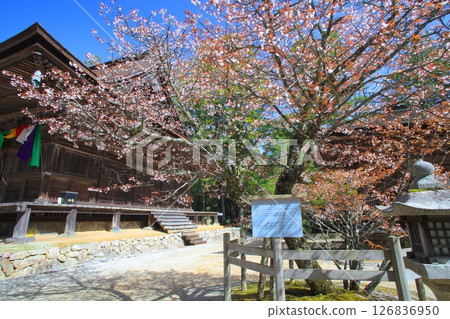 Spring scenery of Mount Koya, Danjo Garan, Kaido, Sammai-do and Saigyo Sakura (Yamazakura) / World Cultural Heritage / 100 Scenes of the Heisei Era 126836950
