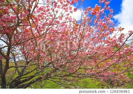 Makino Takahara Senbon Sakura / double cherry trees in full bloom and fresh green / Lake Biwa National Quarantine Park 126836961