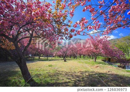 Makino Takahara Senbon Sakura / double cherry trees in full bloom and fresh green / Lake Biwa National Quarantine Park 126836973
