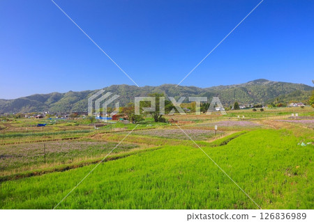 The fields of Chinese milk vetch in the Kitasaga rural landscape of Kyoto/historic and natural environment preservation area 126836989