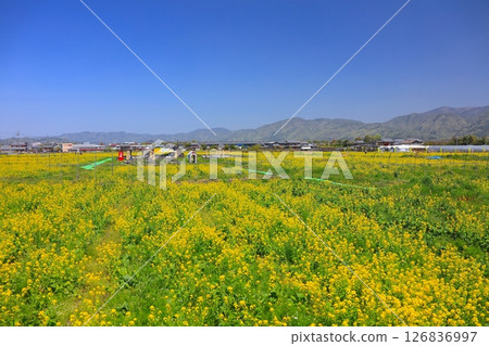 京都龜岡油菜花田 126836997