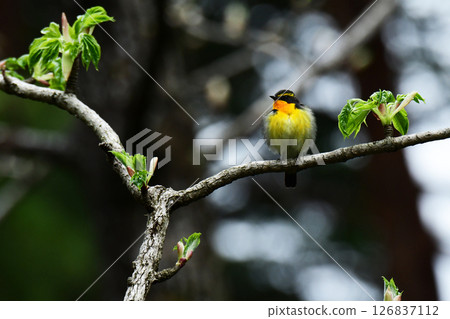 A springtime bush warbler puffing up its chest A springtime bush warbler puffing up its chest 126837112