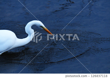 一隻大白鷺抓到一條魚 一隻大白鷺抓到一條魚 126837118