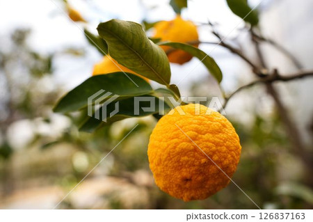 柚子清爽的香氣 126837163