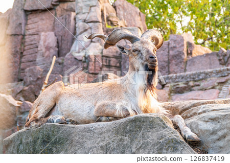 Close-up portrait of Markhor, Capra falconeri, wild goat native to Central Asia, Karakoram and the Himalayas Close-up portrait of Markhor, Capra falconeri, wild goat native to Central Asia, Karakoram and the Himalayas 126837419