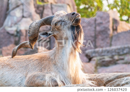Close-up portrait of Markhor, Capra falconeri, wild goat native to Central Asia, Karakoram and the Himalayas Close-up portrait of Markhor, Capra falconeri, wild goat native to Central Asia, Karakoram and the Himalayas 126837420