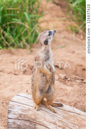 Meerkat, Suricata suricatta, on hind legs. Portrait of meerkat standing on hind legs with alert expression. Portrait of a funny meerkat sitting on its hind legs. 126837428