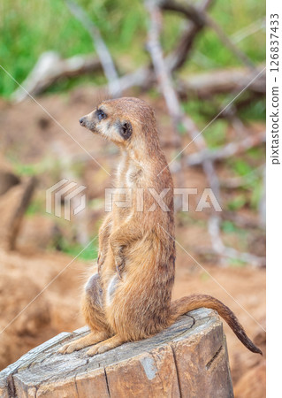 Meerkat, Suricata suricatta, on hind legs. Portrait of meerkat standing on hind legs with alert expression. Portrait of a funny meerkat sitting on its hind legs. 126837433