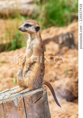 Meerkat, Suricata suricatta, on hind legs. Portrait of meerkat standing on hind legs with alert expression. Portrait of a funny meerkat sitting on its hind legs. Meerkat, Suricata suricatta, on hind legs. Portrait of meerkat standing on hind legs with alert expression. Portrait of a funny meerkat sitting on its hind legs. 126837438