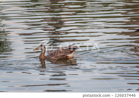 Swan Goose, Anser cygnoides,swiming in lake water 126837446