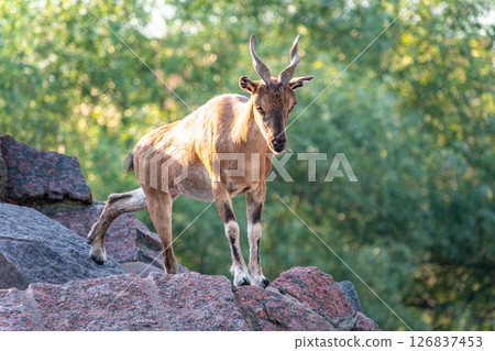 Markhor female on the rock. Latin name - Capra falconeri. Wild goat native to Central Asia, Karakoram and the Himalayas Markhor female on the rock. Latin name - Capra falconeri. Wild goat native to Central Asia, Karakoram and the Himalayas 126837453