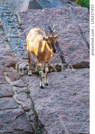 Markhor female on the rock. Latin name - Capra falconeri. Wild goat native to Central Asia, Karakoram and the Himalayas 126837455