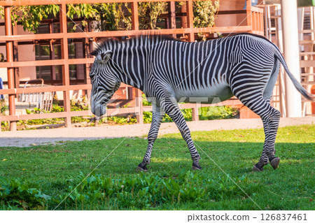 Grevy's zebra, lat Equus grevyi, also known as the imperial zebra eats green grass. Grevy's zebra, lat Equus grevyi, also known as the imperial zebra eats green grass. 126837461