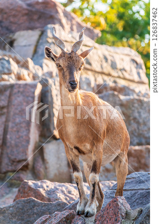 Markhor female on the rock. Latin name - Capra falconeri. Wild goat native to Central Asia, Karakoram and the Himalayas Markhor female on the rock. Latin name - Capra falconeri. Wild goat native to Central Asia, Karakoram and the Himalayas 126837462