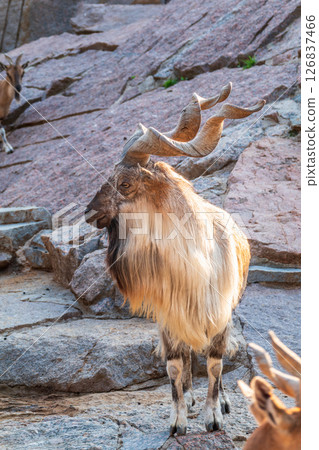 Close-up portrait of Markhor, Capra falconeri, wild goat native to Central Asia, Karakoram and the Himalayas Close-up portrait of Markhor, Capra falconeri, wild goat native to Central Asia, Karakoram and the Himalayas 126837466