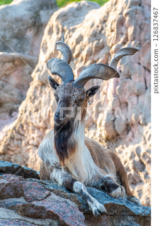 Close-up portrait of Markhor, Capra falconeri, wild goat native to Central Asia, Karakoram and the Himalayas 126837467