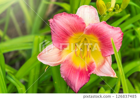 Close up of a pink daylily flower in bloom 126837485