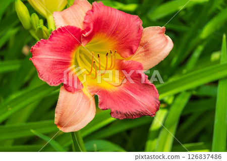 Close up of a pink daylily flower in bloom 126837486
