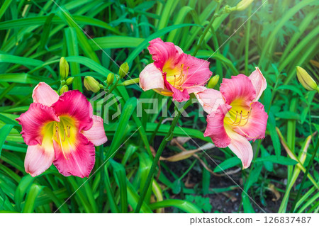 Close up of a pink daylily flower in bloom 126837487