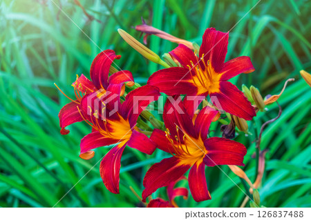 Close up of a single orange day lily, Hemerocallis fulva, in full bloom. 126837488