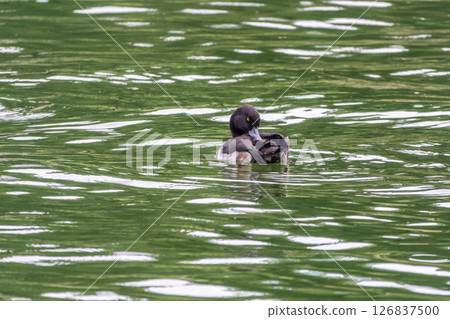 Male tufted duck, Aythya fuligula, swim in the pond 126837500