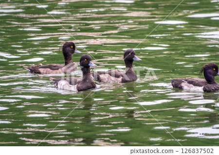 Male tufted duck, Aythya fuligula, swim in the pond 126837502