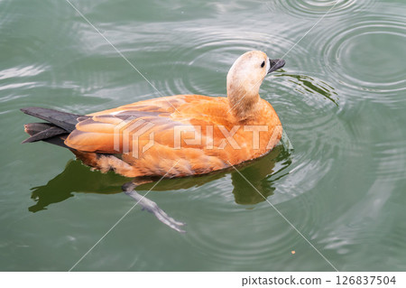 Ruddy Shelduck, or red duck, lat. Tadorna ferruginea, swimming on a lake. Ruddy Shelduck, or red duck, lat. Tadorna ferruginea, swimming on a lake. 126837504