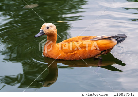 Ruddy Shelduck, or red duck, lat. Tadorna ferruginea, swimming on a lake. Ruddy Shelduck, or red duck, lat. Tadorna ferruginea, swimming on a lake. 126837512