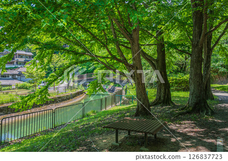 Lake Biwa Canal, forest along the canal, Kyoto City Lake Biwa Canal, forest along the canal, Kyoto City 126837723