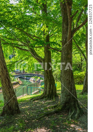 Lake Biwa Canal, forest along the canal, Kyoto City Lake Biwa Canal, forest along the canal, Kyoto City 126837725