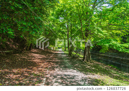 琵琶湖疏水、疏水步道、京都市 126837726