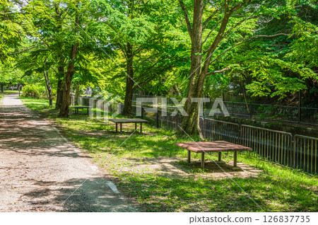 琵琶湖疏水、疏水步道、京都市 126837735