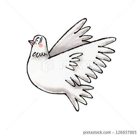 A white pigeon A white pigeon 126837805