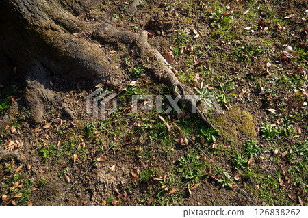 Tree roots 126838262