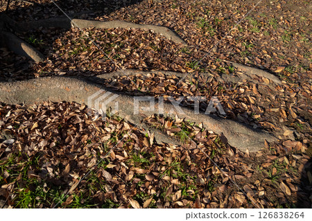 Fallen leaves  126838264