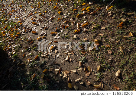 Fallen leaves  126838266