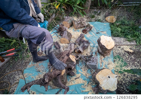 Cutting a tree trunk into pieces with a chainsaw 126838295