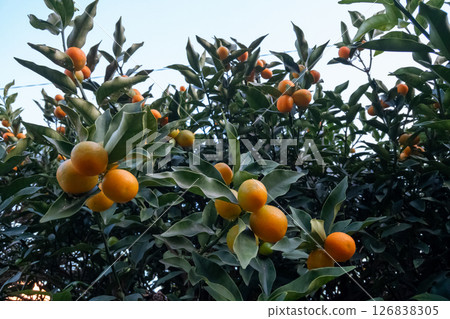 Kumquat fruit grows 126838305
