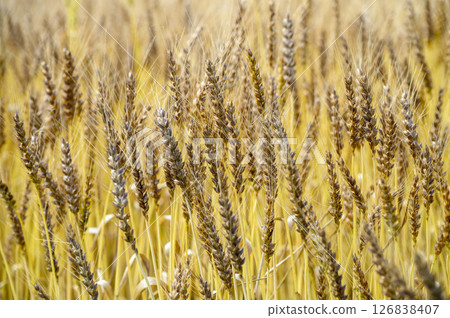 Wheat field in early summer 126838407
