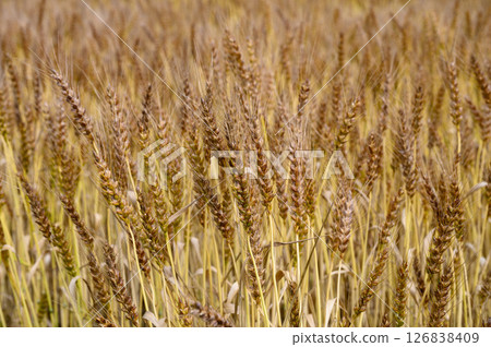 Wheat field in early summer 126838409