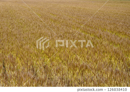 麥田在初夏 126838410