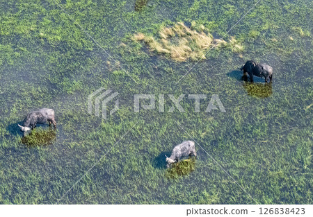 Aerial shot of a herd of buffalo grazing in the Okavango Delta 126838423