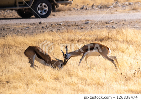 Two fighting Thompson Gazelles Two fighting Thompson Gazelles 126838474