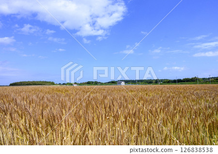 Early summer blue sky and wheat field Early summer blue sky and wheat field 126838538