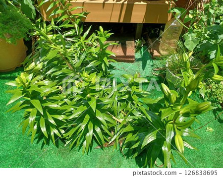 Even though the stem fell, the lily stood up towards the sun Even though the stem fell, the lily stood up towards the sun 126838695